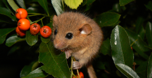 Muscardin, petit rongeur protégé